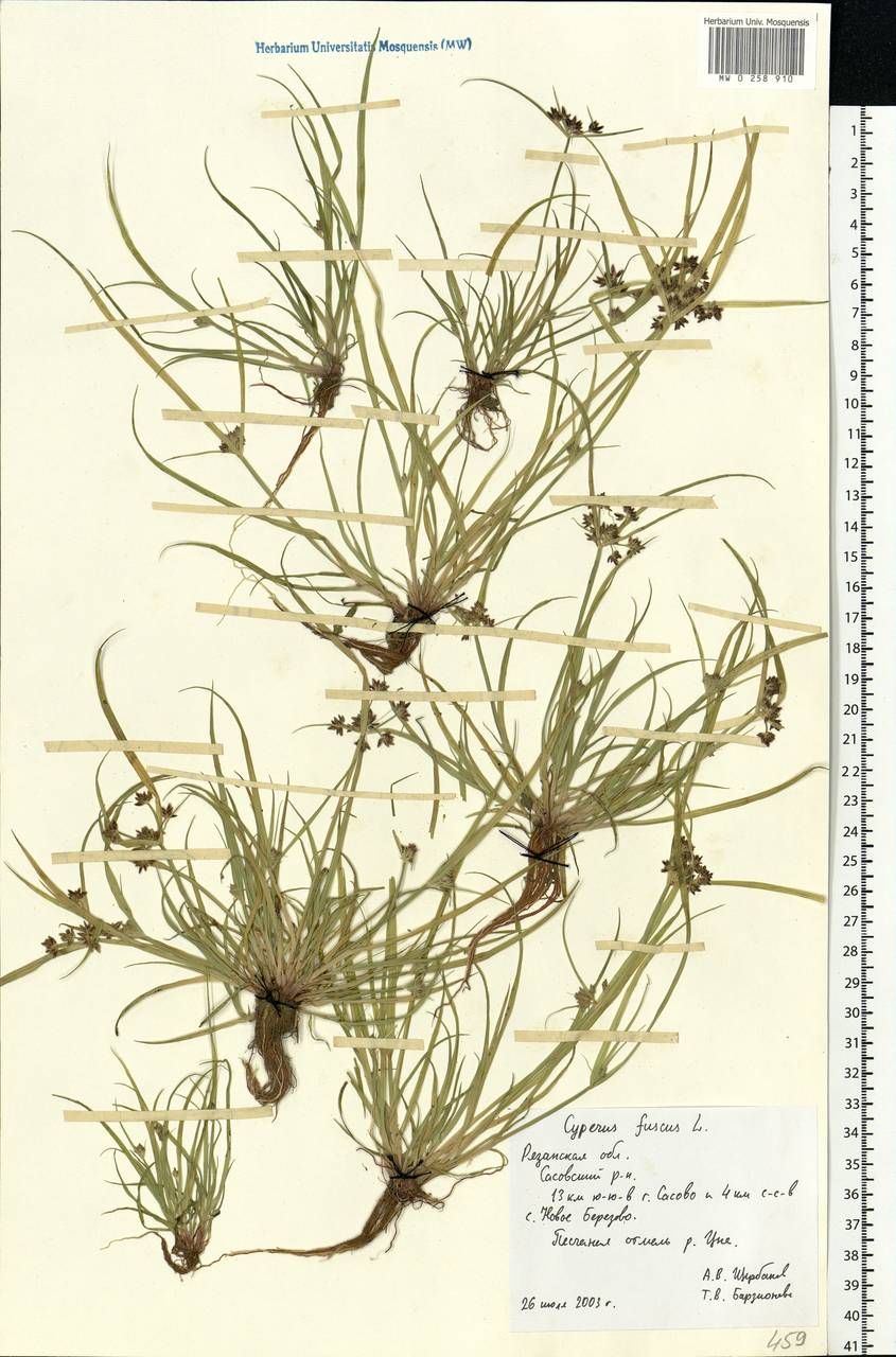 Cyperus fuscus L., Eastern Europe, Central region (E4) (Russia)