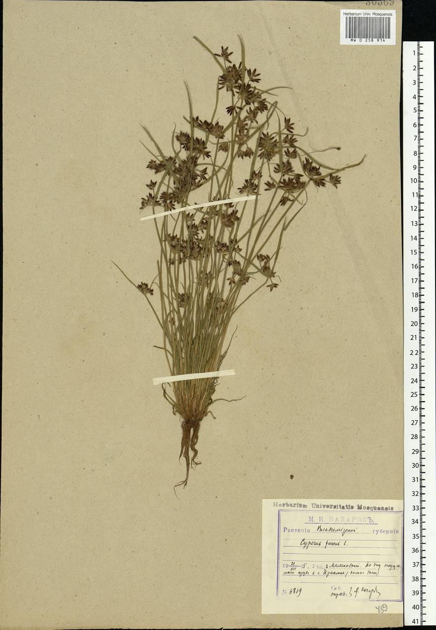 Cyperus fuscus L., Eastern Europe, Central region (E4) (Russia)