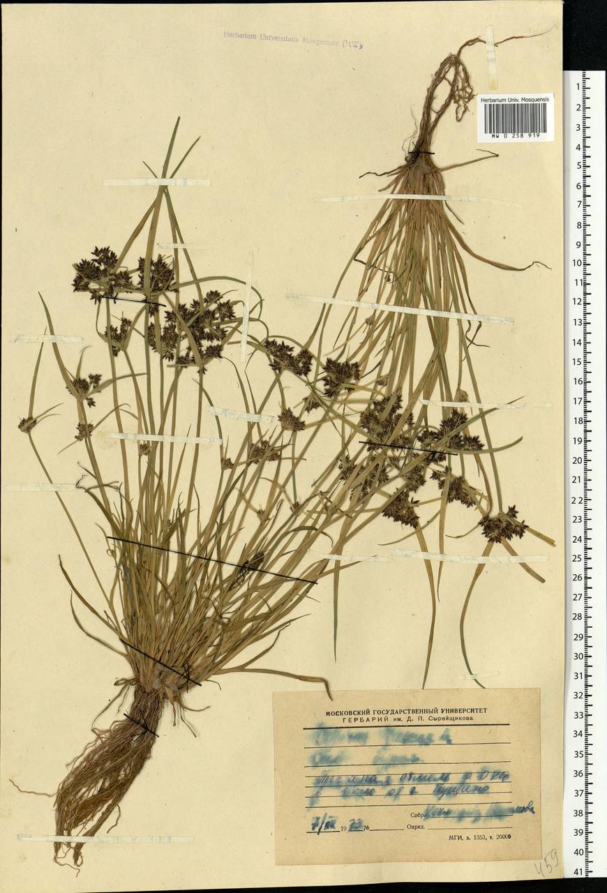 Cyperus fuscus L., Eastern Europe, Moscow region (E4a) (Russia)