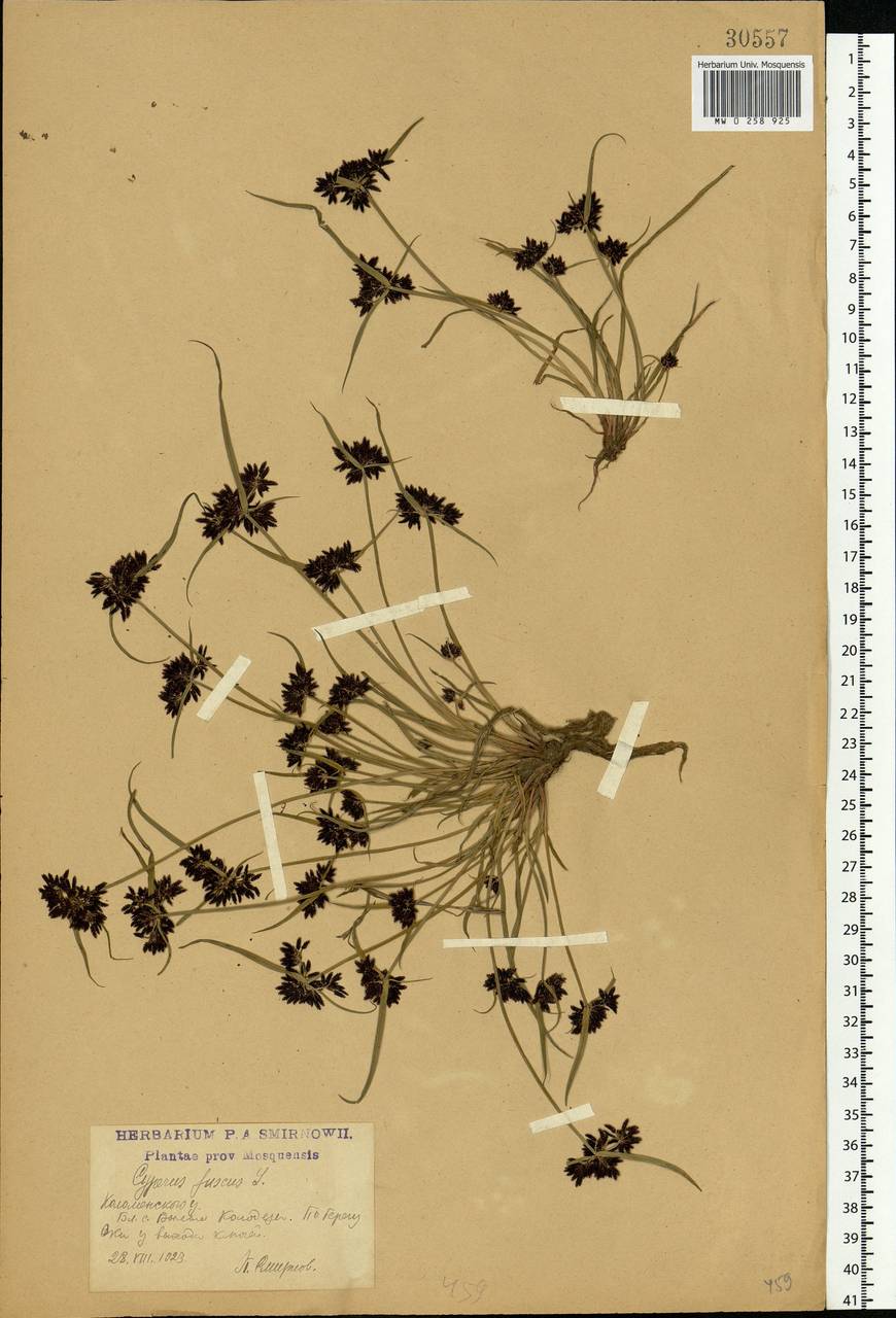 Cyperus fuscus L., Eastern Europe, Moscow region (E4a) (Russia)
