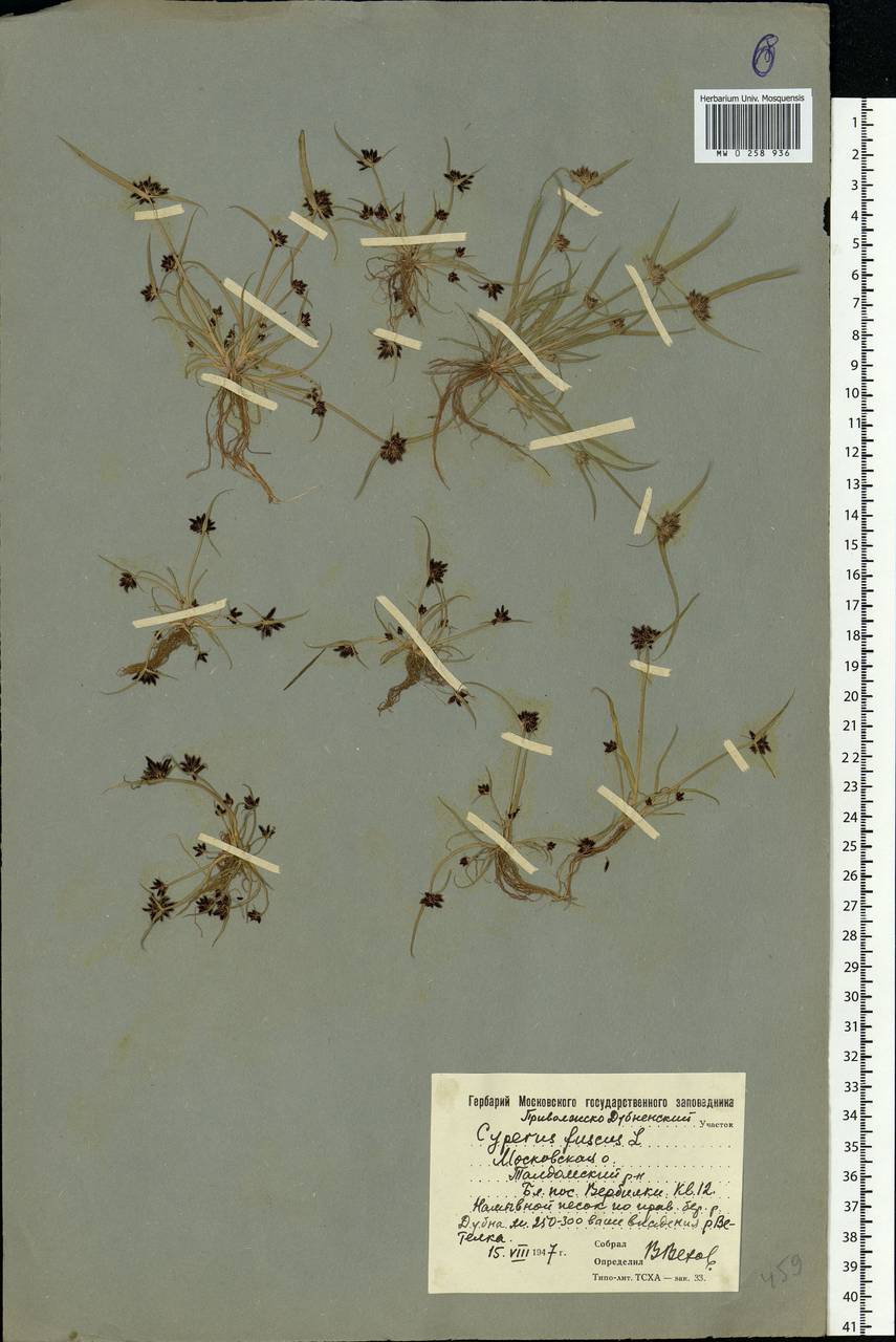 Cyperus fuscus L., Eastern Europe, Moscow region (E4a) (Russia)