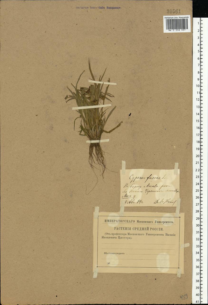 Cyperus fuscus L., Eastern Europe, Moscow region (E4a) (Russia)