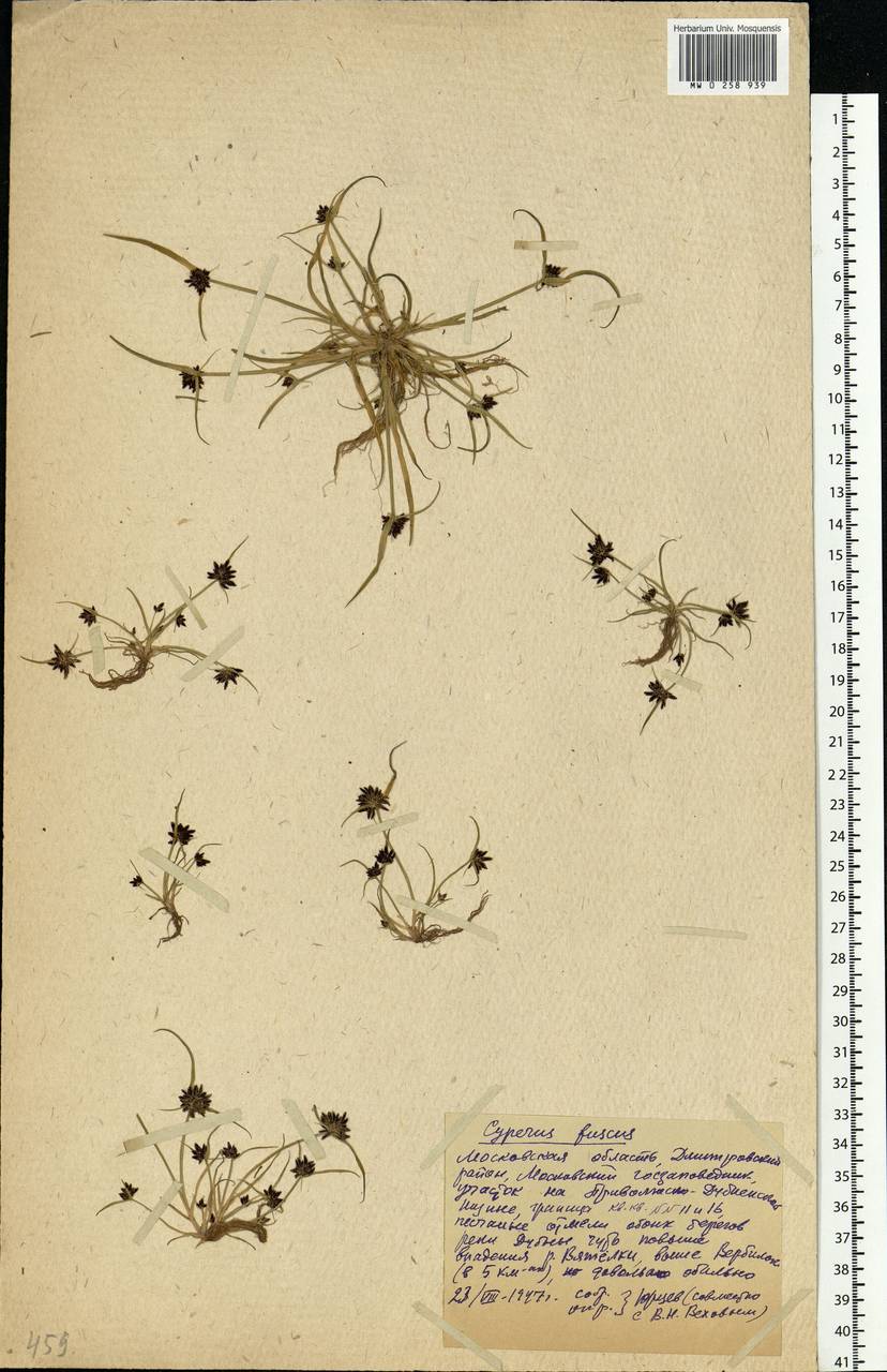 Cyperus fuscus L., Eastern Europe, Moscow region (E4a) (Russia)