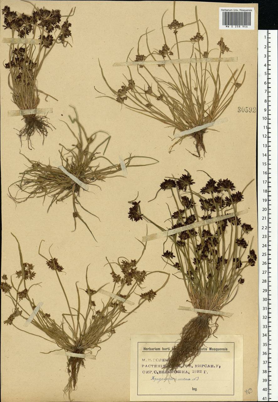 Cyperus fuscus L., Eastern Europe, Central forest-and-steppe region (E6) (Russia)