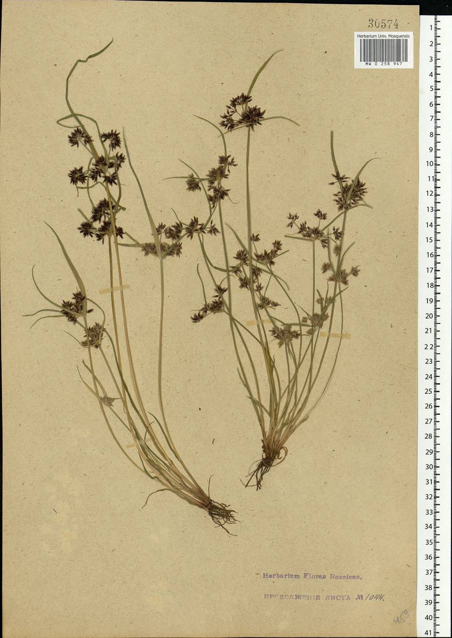 Cyperus fuscus L., Eastern Europe, Central forest-and-steppe region (E6) (Russia)