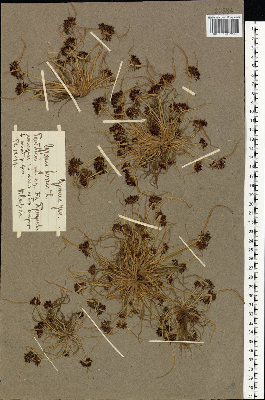 Cyperus fuscus L., Eastern Europe, Central forest-and-steppe region (E6) (Russia)
