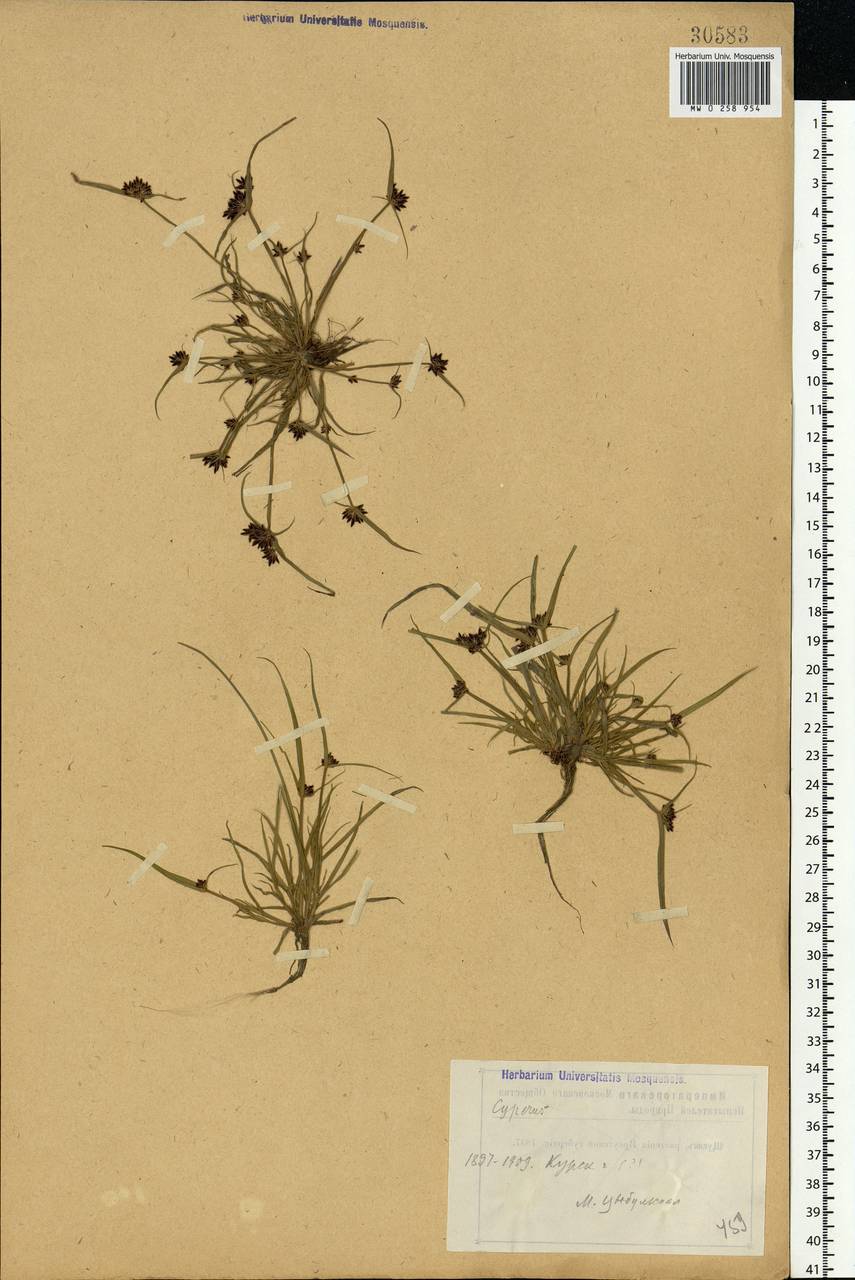 Cyperus fuscus L., Eastern Europe, Central forest-and-steppe region (E6) (Russia)