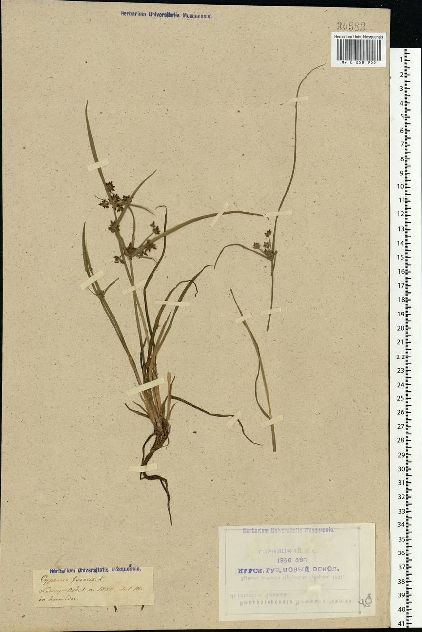 Cyperus fuscus L., Eastern Europe, Central forest-and-steppe region (E6) (Russia)