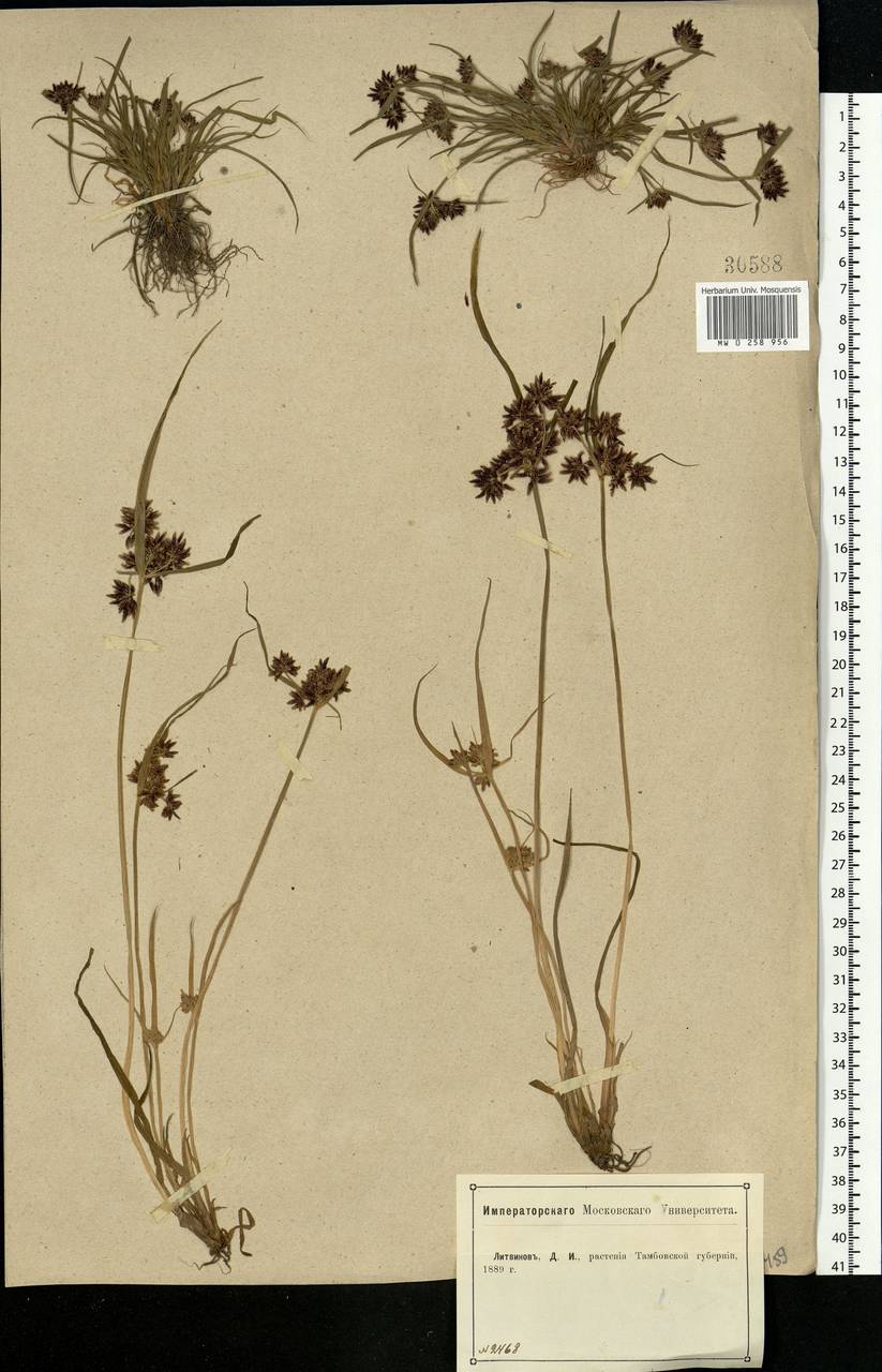 Cyperus fuscus L., Eastern Europe, Central forest-and-steppe region (E6) (Russia)