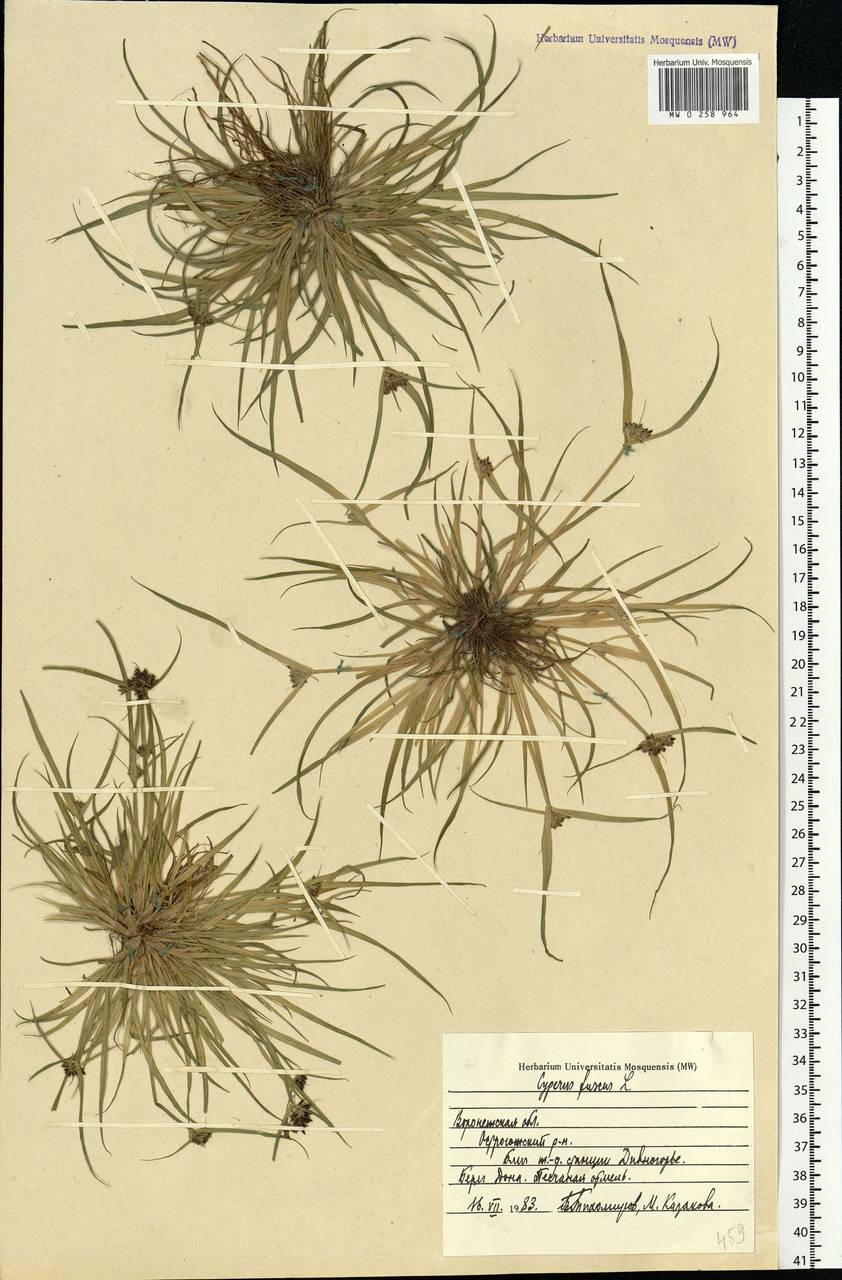 Cyperus fuscus L., Eastern Europe, Central forest-and-steppe region (E6) (Russia)