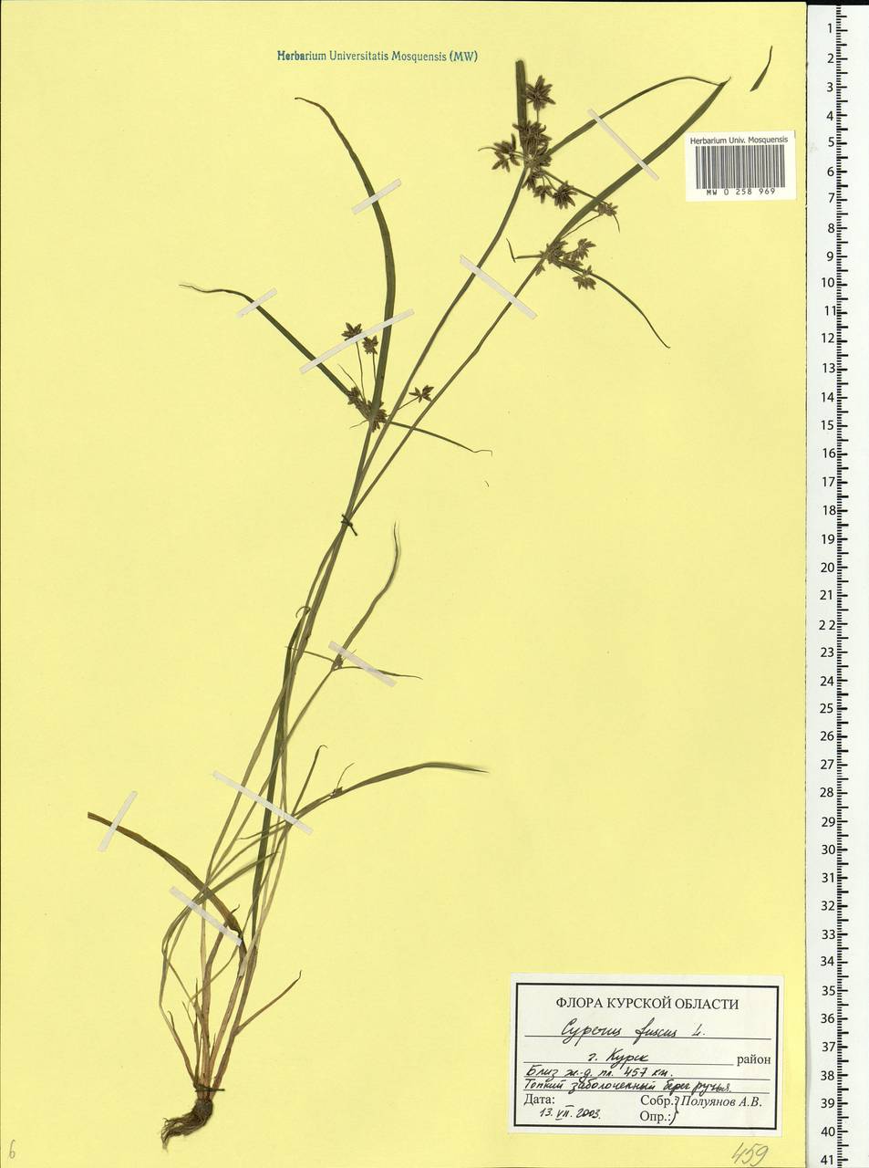 Cyperus fuscus L., Eastern Europe, Central forest-and-steppe region (E6) (Russia)