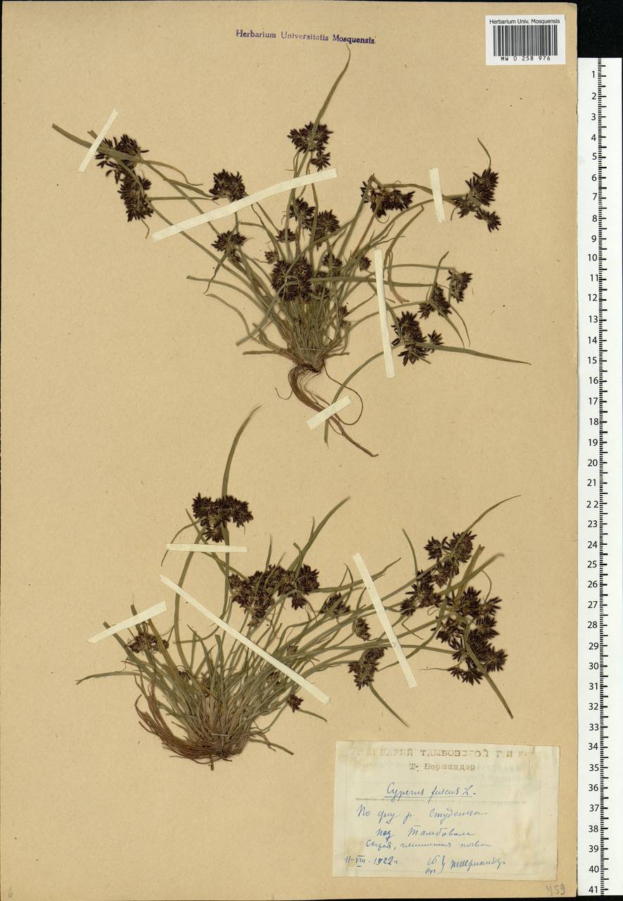 Cyperus fuscus L., Eastern Europe, Central forest-and-steppe region (E6) (Russia)