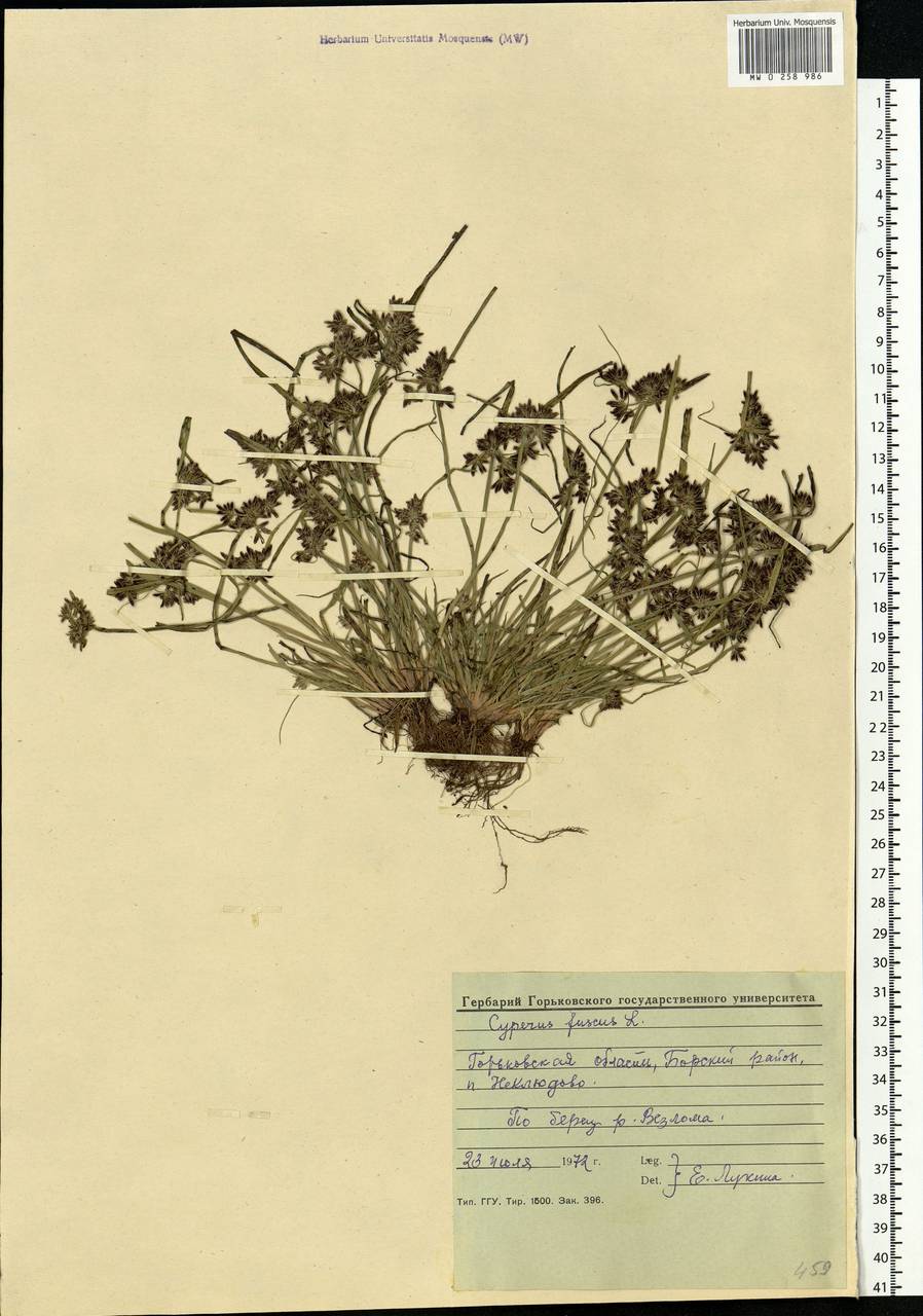 Cyperus fuscus L., Eastern Europe, Volga-Kama region (E7) (Russia)