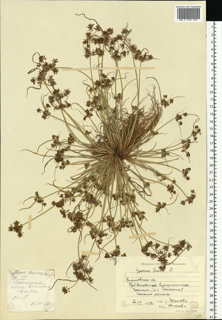 Cyperus fuscus L., Eastern Europe, Middle Volga region (E8) (Russia)