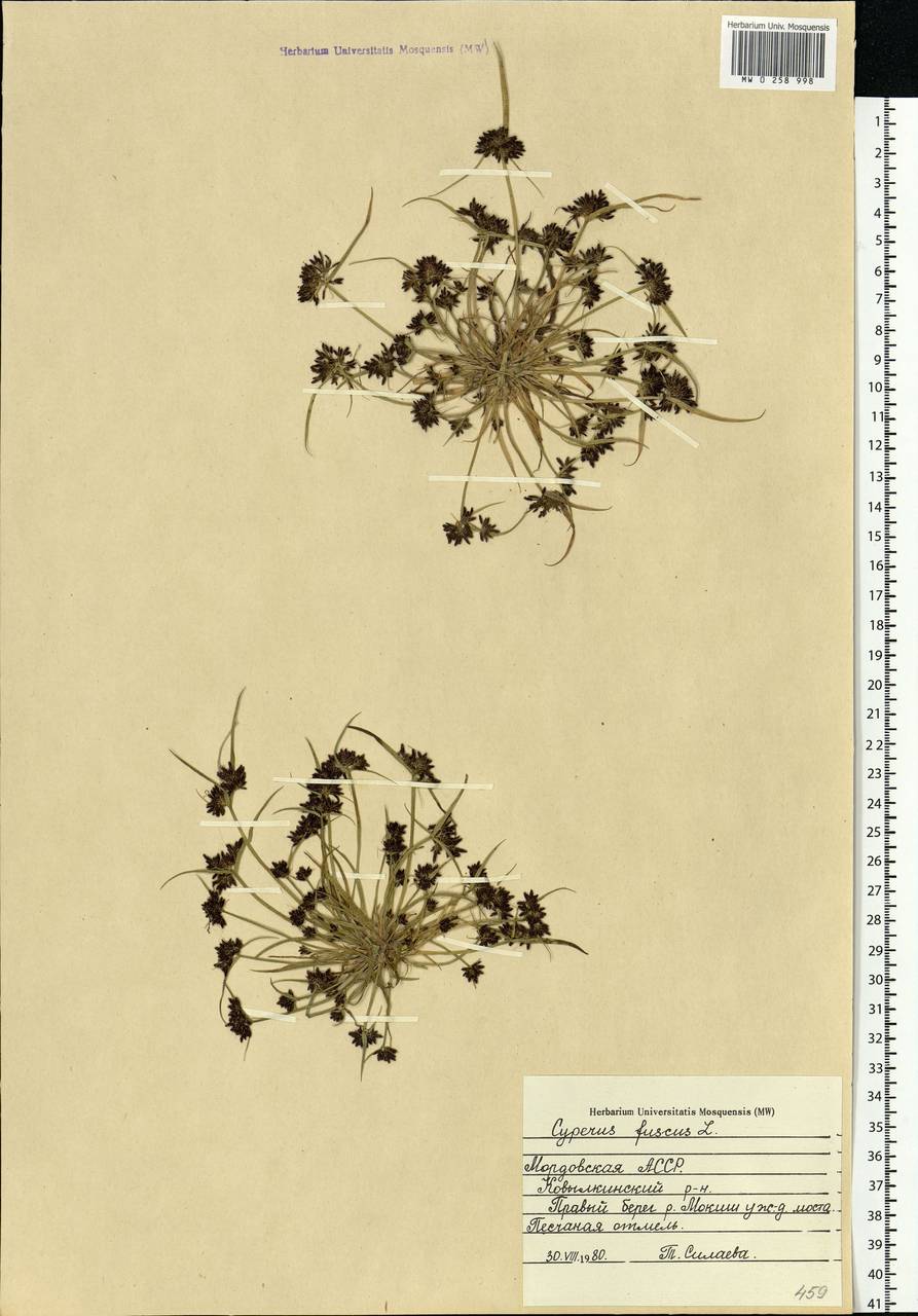 Cyperus fuscus L., Eastern Europe, Middle Volga region (E8) (Russia)