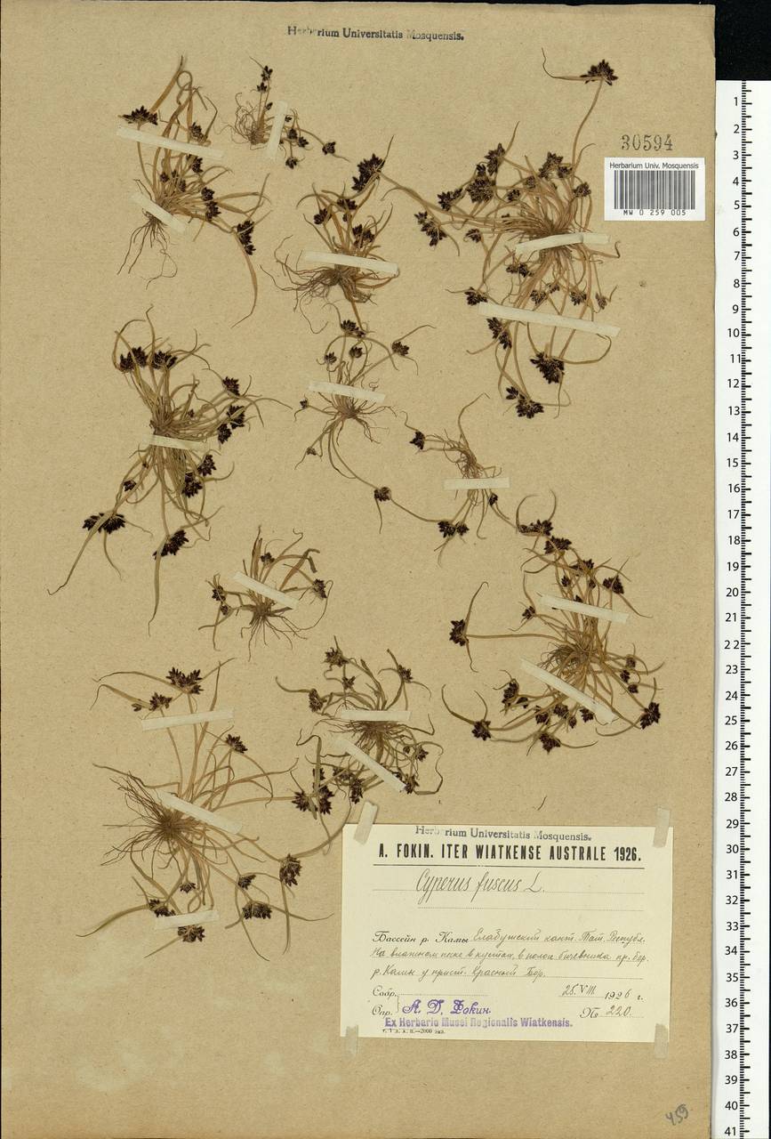 Cyperus fuscus L., Eastern Europe, Middle Volga region (E8) (Russia)