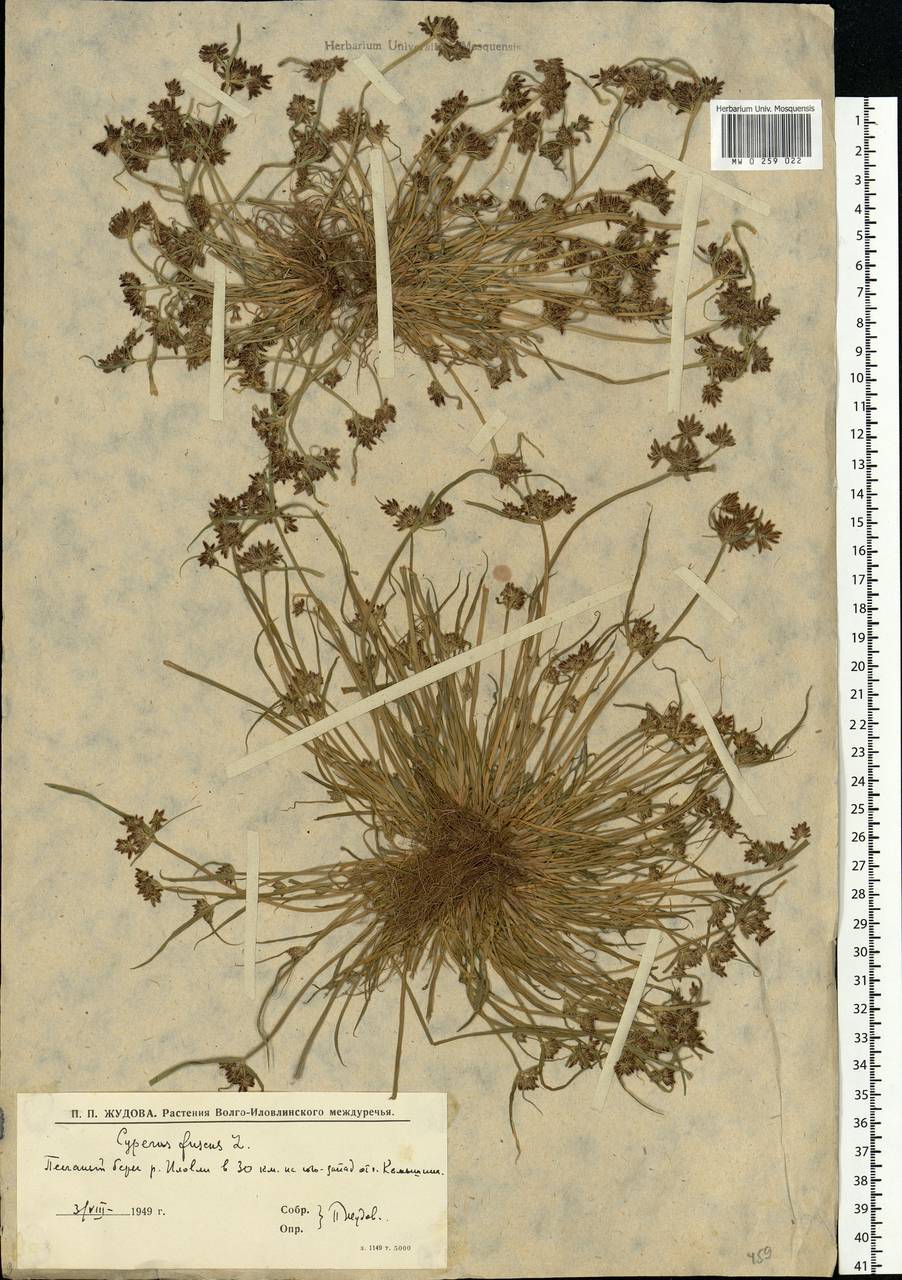 Cyperus fuscus L., Eastern Europe, Lower Volga region (E9) (Russia)