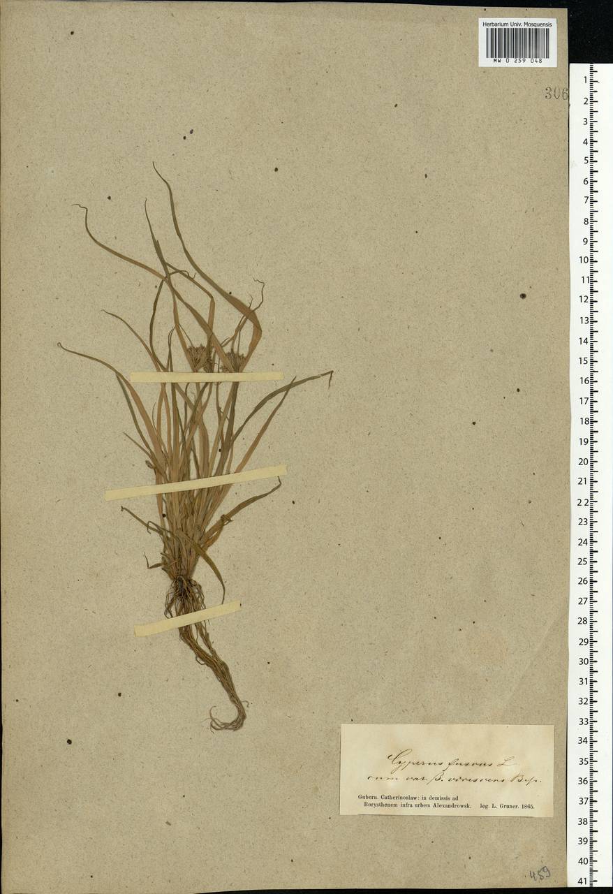 Cyperus fuscus L., Eastern Europe, South Ukrainian region (E12) (Ukraine)