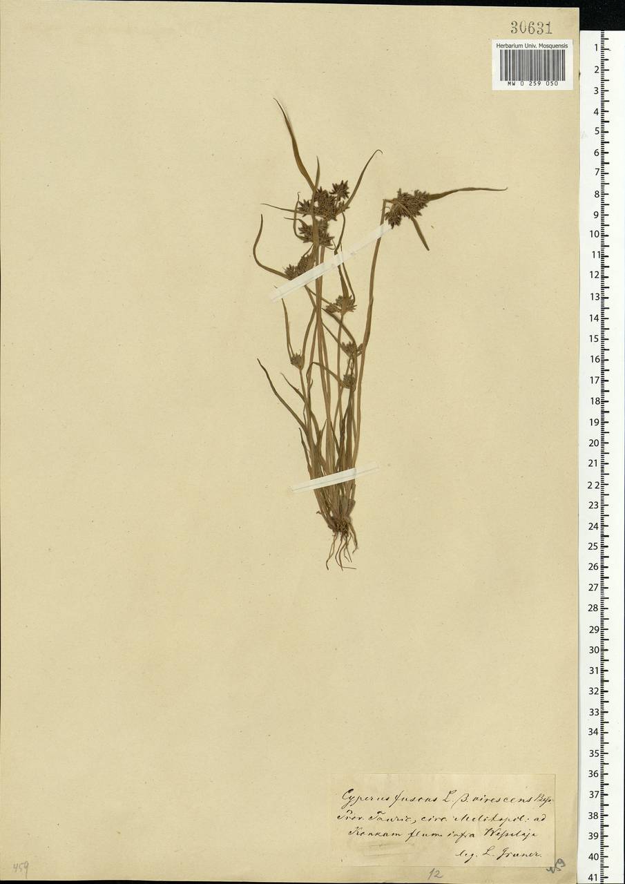 Cyperus fuscus L., Eastern Europe, South Ukrainian region (E12) (Ukraine)