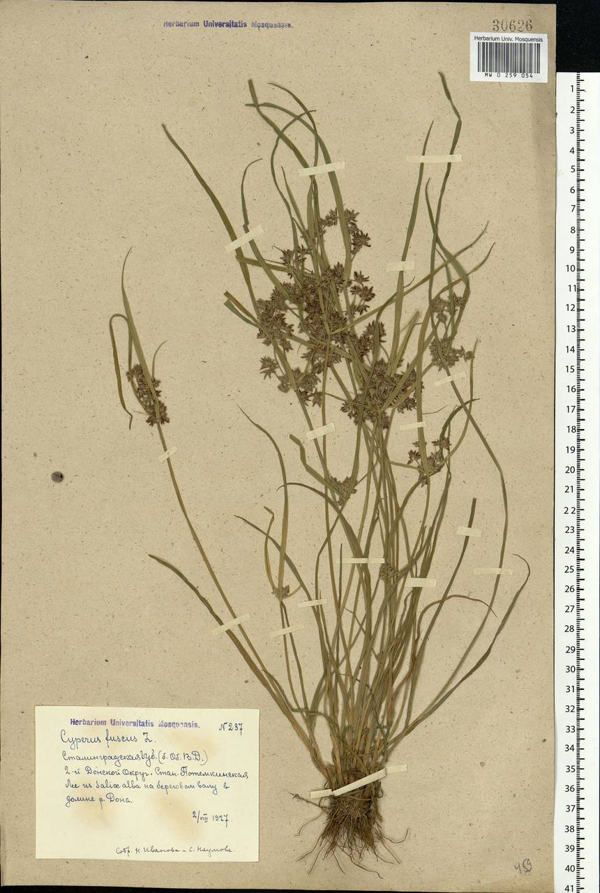 Cyperus fuscus L., Eastern Europe, Lower Volga region (E9) (Russia)