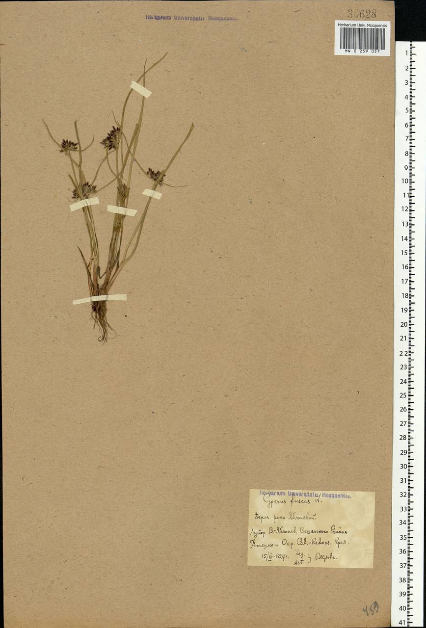 Cyperus fuscus L., Eastern Europe, Rostov Oblast (E12a) (Russia)