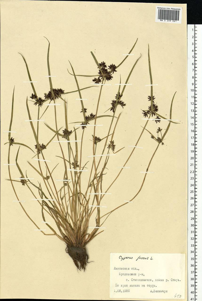 Cyperus fuscus L., Eastern Europe, West Ukrainian region (E13) (Ukraine)