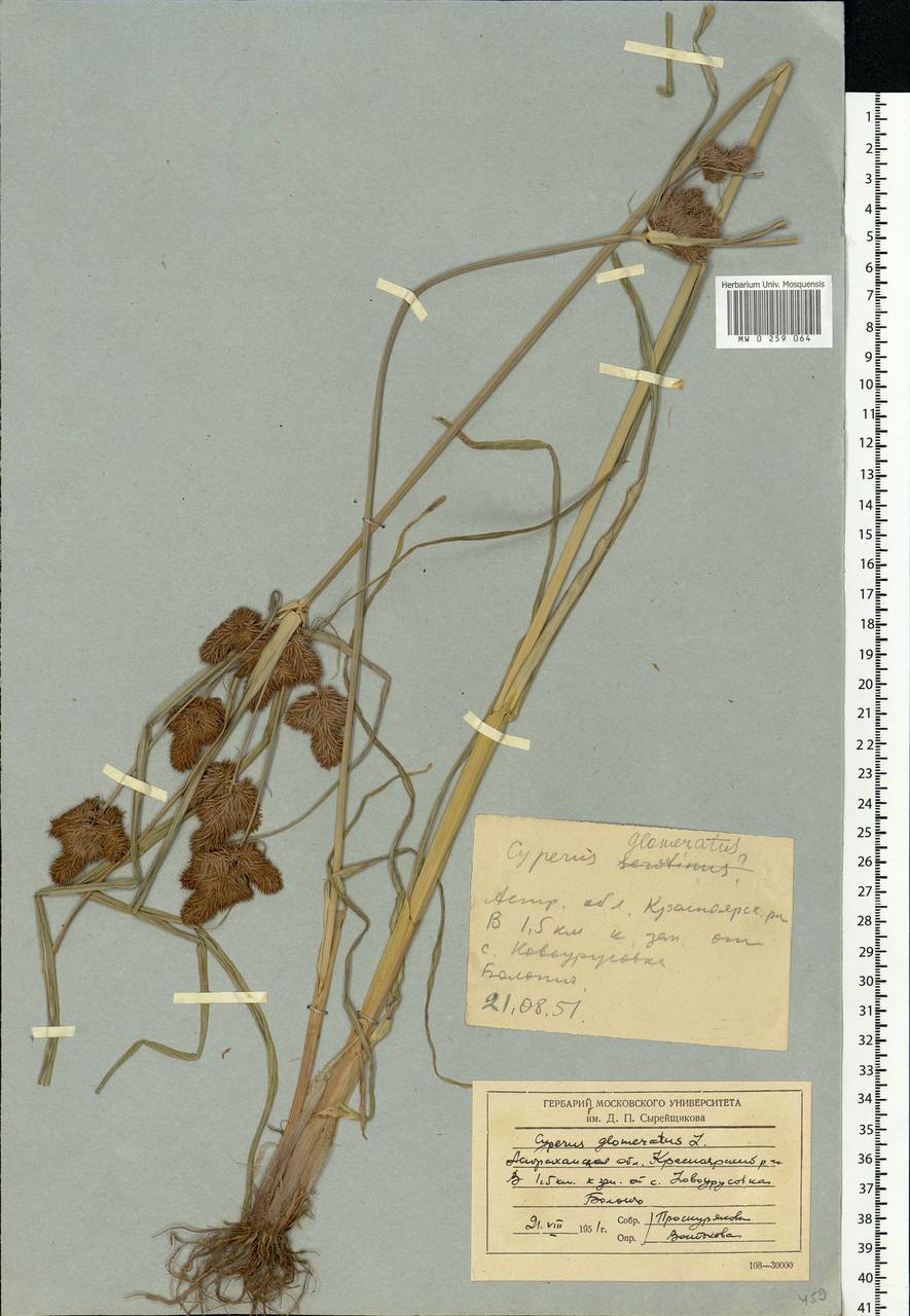 Cyperus glomeratus L., Eastern Europe, Lower Volga region (E9) (Russia)