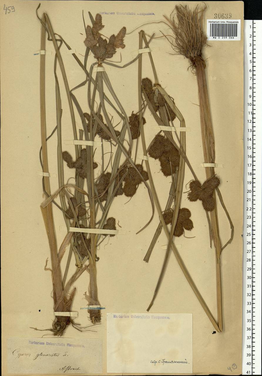 Cyperus glomeratus L., Eastern Europe, Lower Volga region (E9) (Russia)