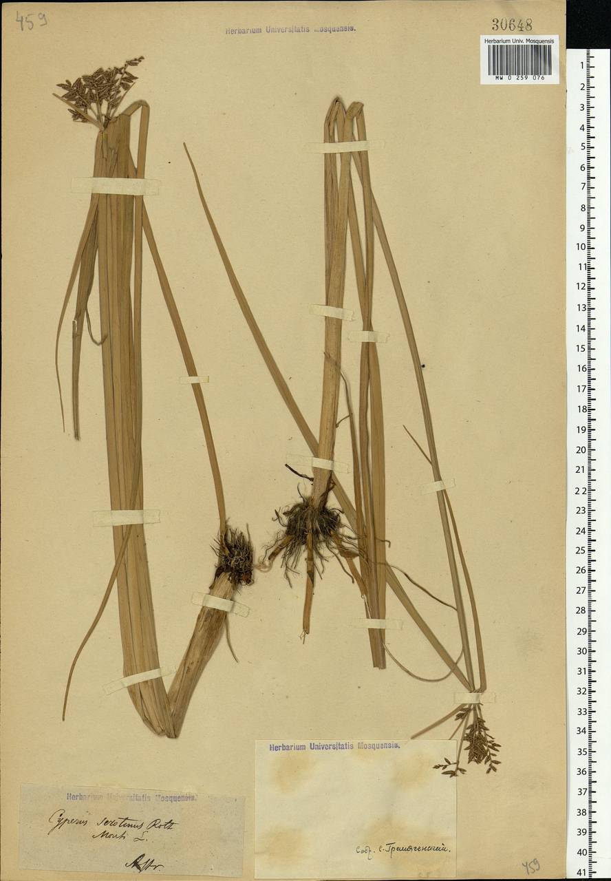 Cyperus serotinus Rottb., Eastern Europe, Lower Volga region (E9) (Russia)