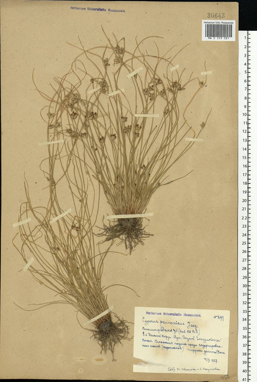 Cyperus pannonicus Jacq., Eastern Europe, Lower Volga region (E9) (Russia)