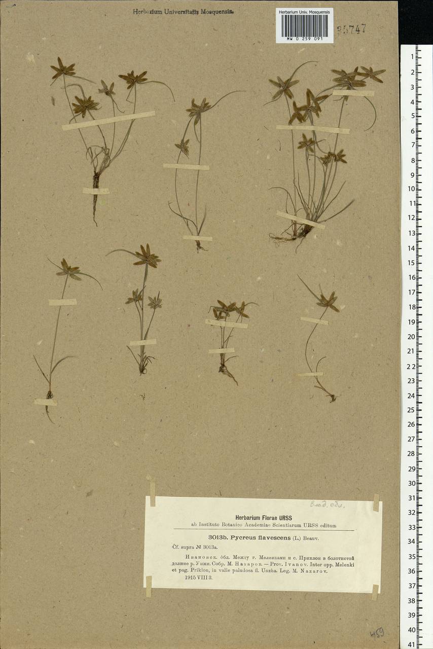 Cyperus flavescens L., Eastern Europe, Central region (E4) (Russia)