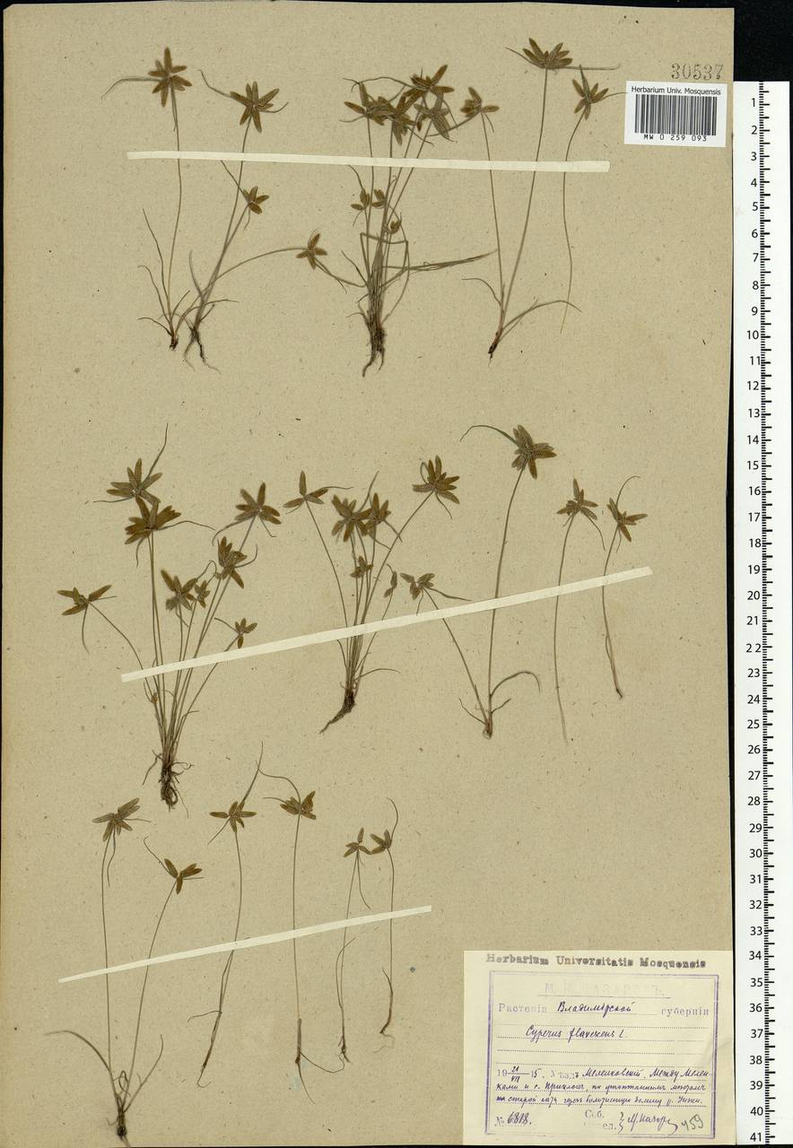 Cyperus flavescens L., Eastern Europe, Central region (E4) (Russia)