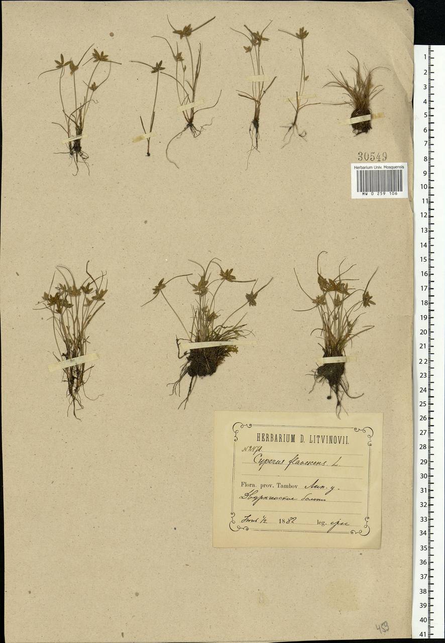 Cyperus flavescens L., Eastern Europe, Central forest-and-steppe region (E6) (Russia)