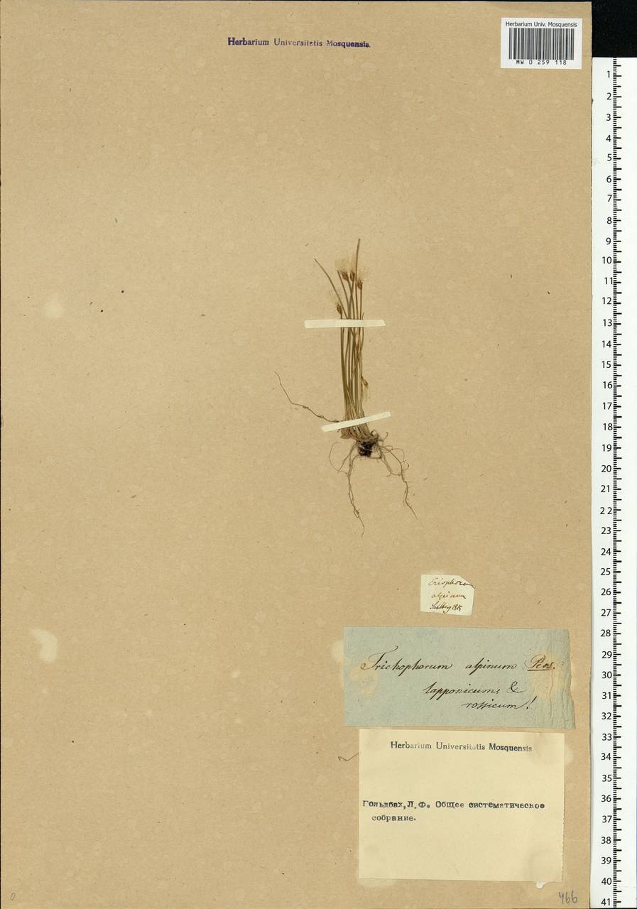 Trichophorum alpinum (L.) Pers., Eastern Europe (no precise locality) (E0)