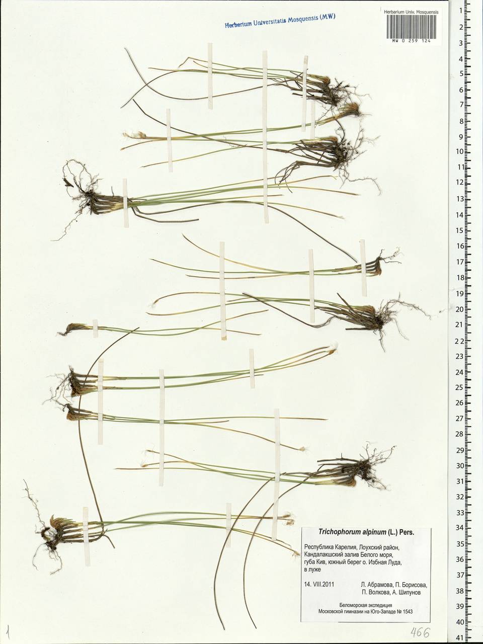 Trichophorum alpinum (L.) Pers., Eastern Europe, Northern region (E1) (Russia)