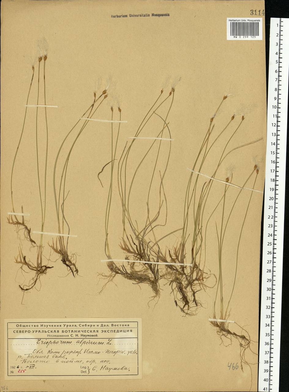 Trichophorum alpinum (L.) Pers., Eastern Europe, Northern region (E1) (Russia)