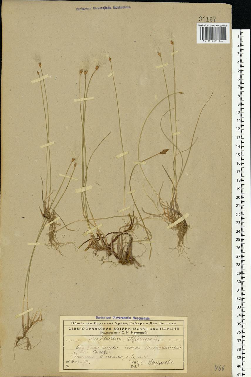 Trichophorum alpinum (L.) Pers., Eastern Europe, Northern region (E1) (Russia)