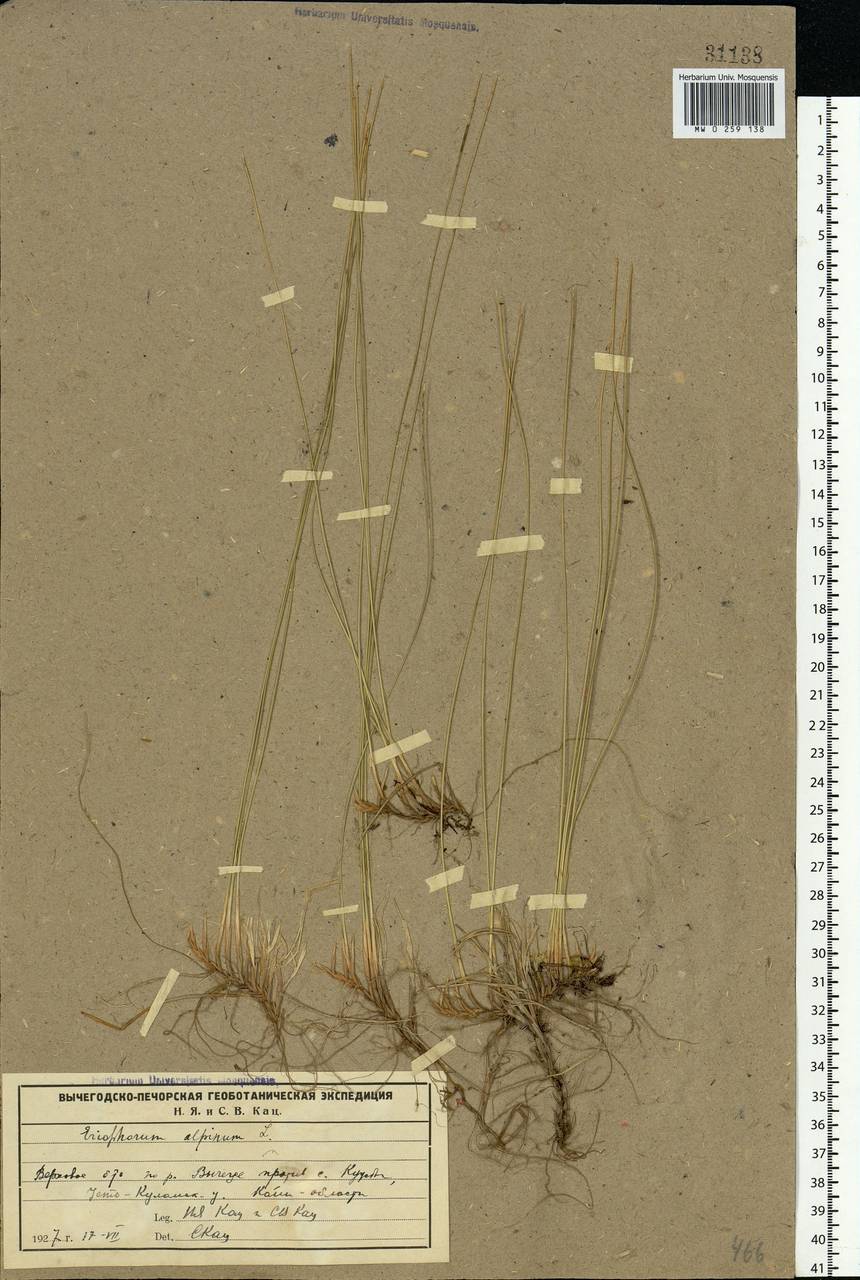 Trichophorum alpinum (L.) Pers., Eastern Europe, Northern region (E1) (Russia)