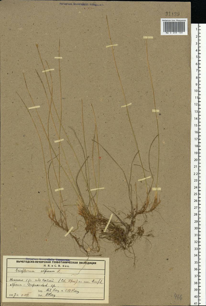 Trichophorum alpinum (L.) Pers., Eastern Europe, Northern region (E1) (Russia)