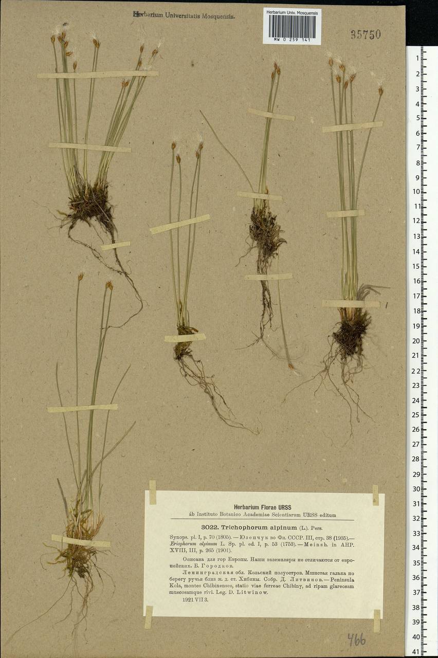 Trichophorum alpinum (L.) Pers., Eastern Europe, Northern region (E1) (Russia)