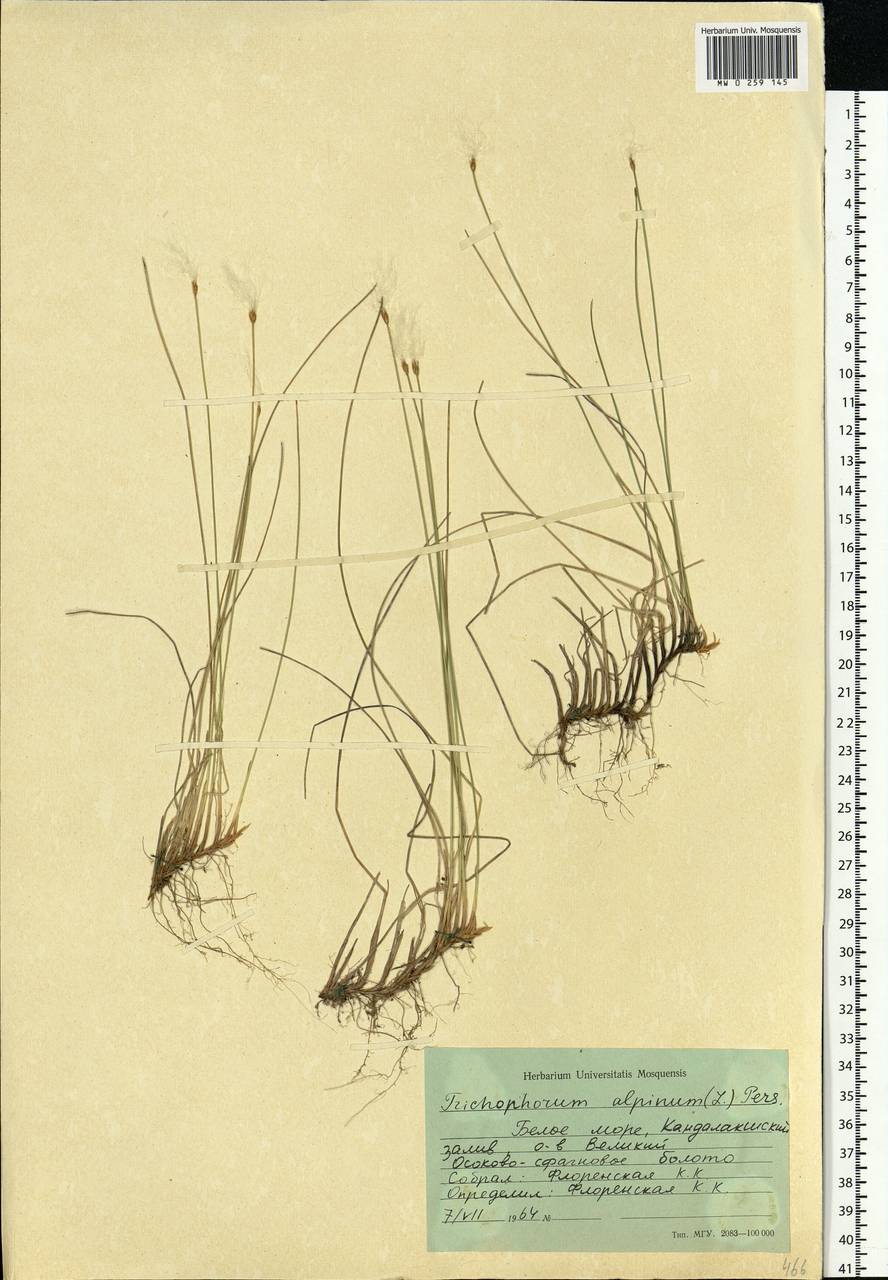 Trichophorum alpinum (L.) Pers., Eastern Europe, Northern region (E1) (Russia)