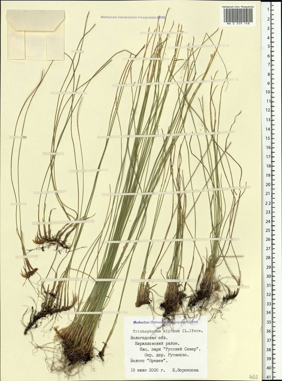 Trichophorum alpinum (L.) Pers., Eastern Europe, Northern region (E1) (Russia)