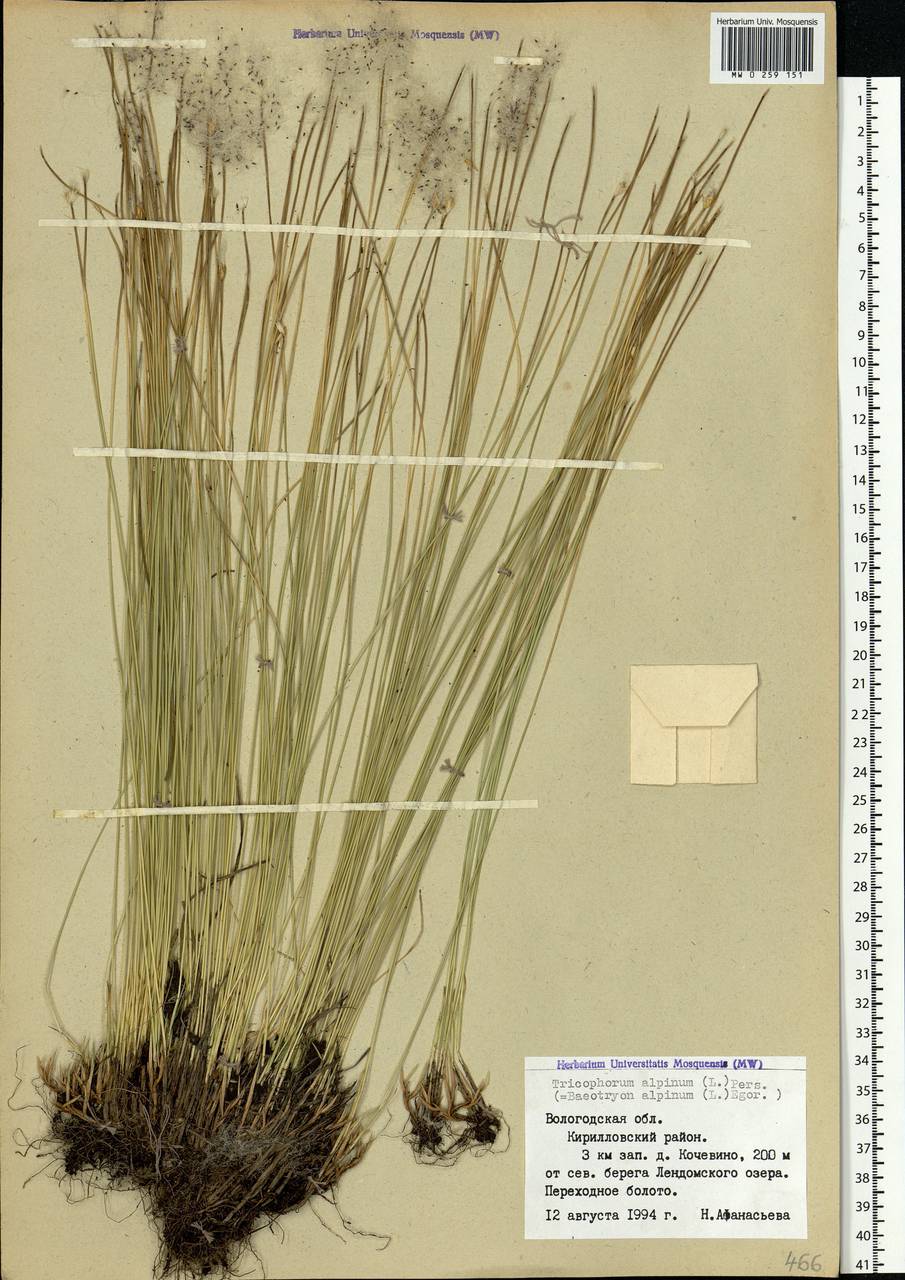 Trichophorum alpinum (L.) Pers., Eastern Europe, Northern region (E1) (Russia)