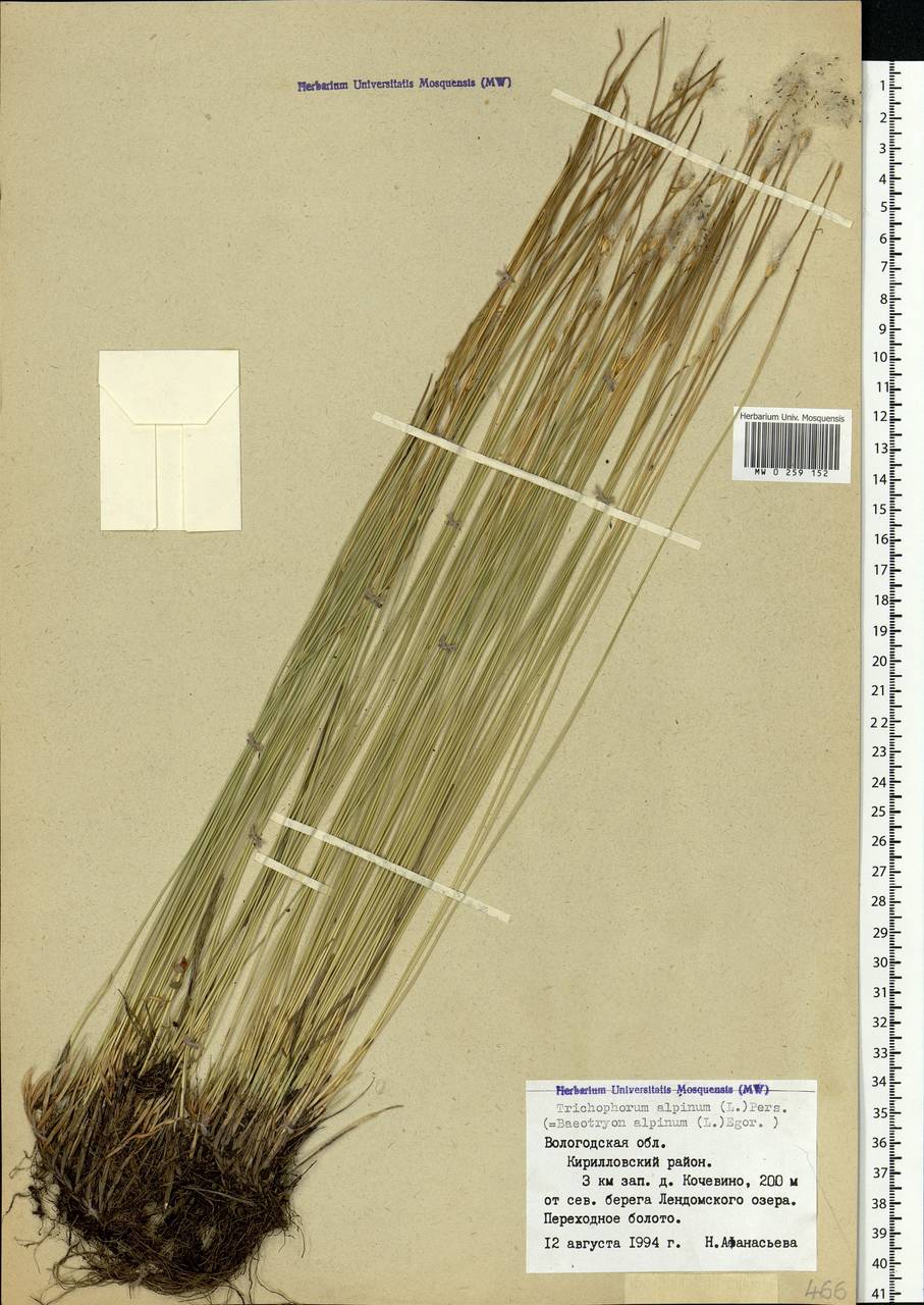 Trichophorum alpinum (L.) Pers., Eastern Europe, Northern region (E1) (Russia)