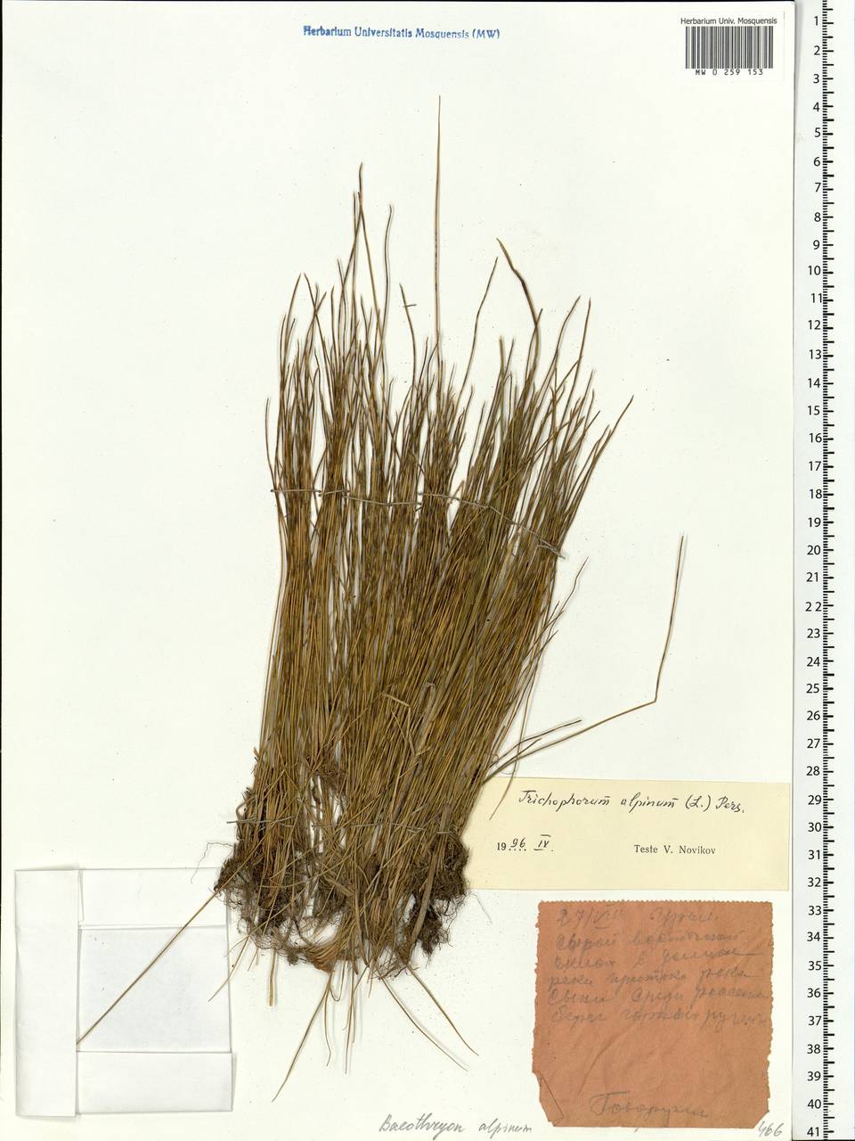 Trichophorum alpinum (L.) Pers., Eastern Europe, Northern region (E1) (Russia)