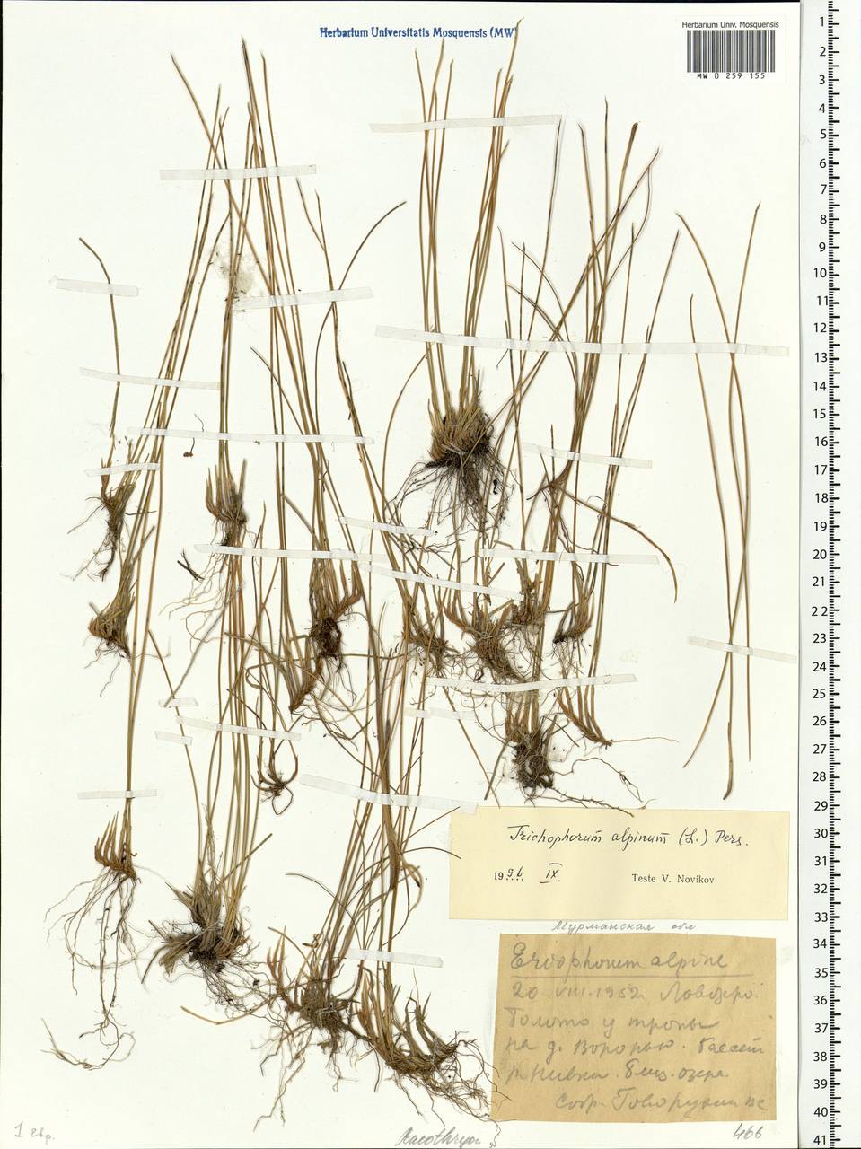 Trichophorum alpinum (L.) Pers., Eastern Europe, Northern region (E1) (Russia)