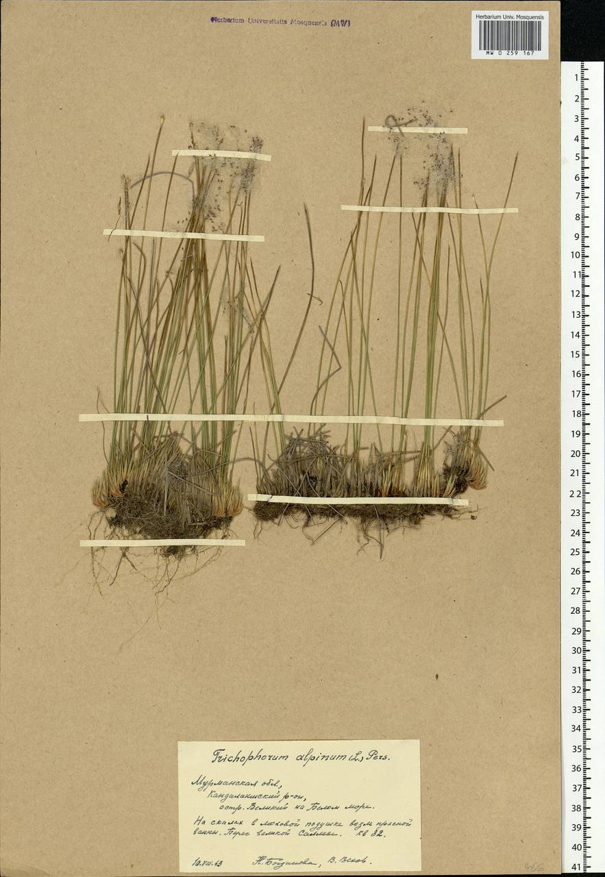 Trichophorum alpinum (L.) Pers., Eastern Europe, Northern region (E1) (Russia)