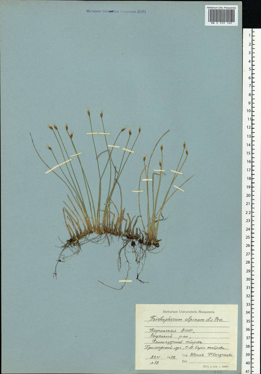 Trichophorum alpinum (L.) Pers., Eastern Europe, Northern region (E1) (Russia)