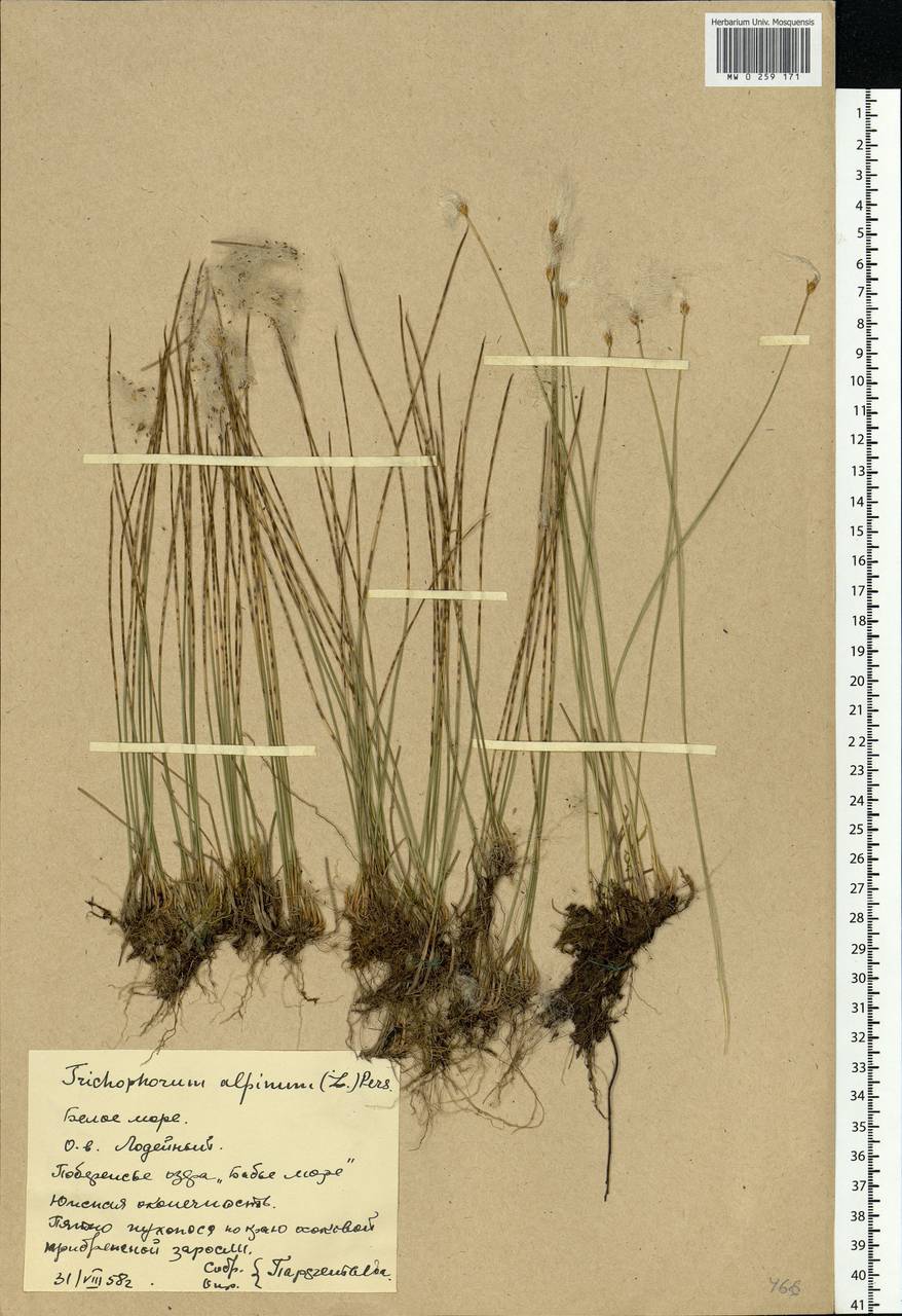 Trichophorum alpinum (L.) Pers., Eastern Europe, Northern region (E1) (Russia)