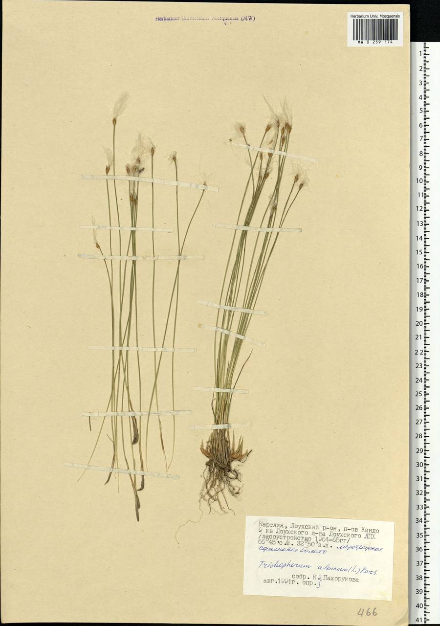 Trichophorum alpinum (L.) Pers., Eastern Europe, Northern region (E1) (Russia)